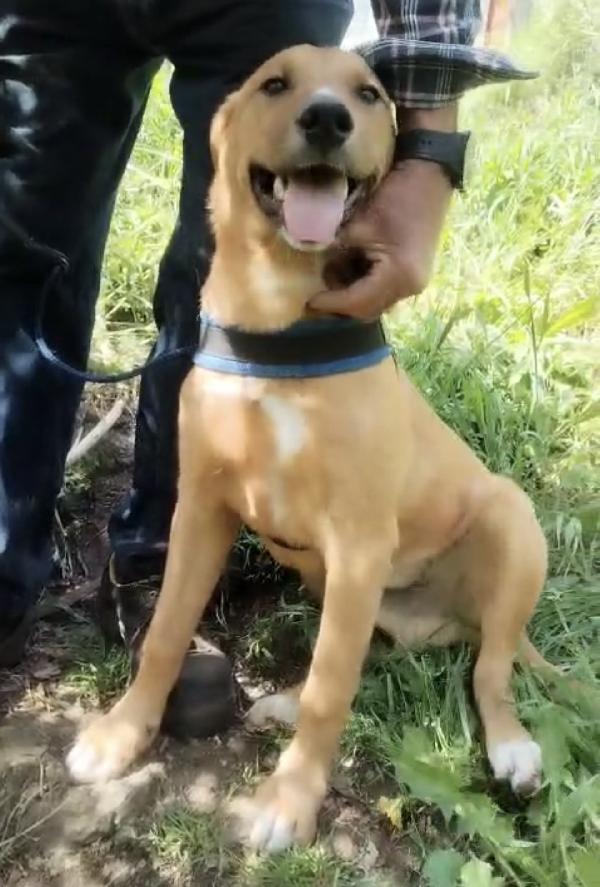 💛🐾 pepe 🐾💛 dolce cucciolo taglia media contenuta in adozione  Foto 2