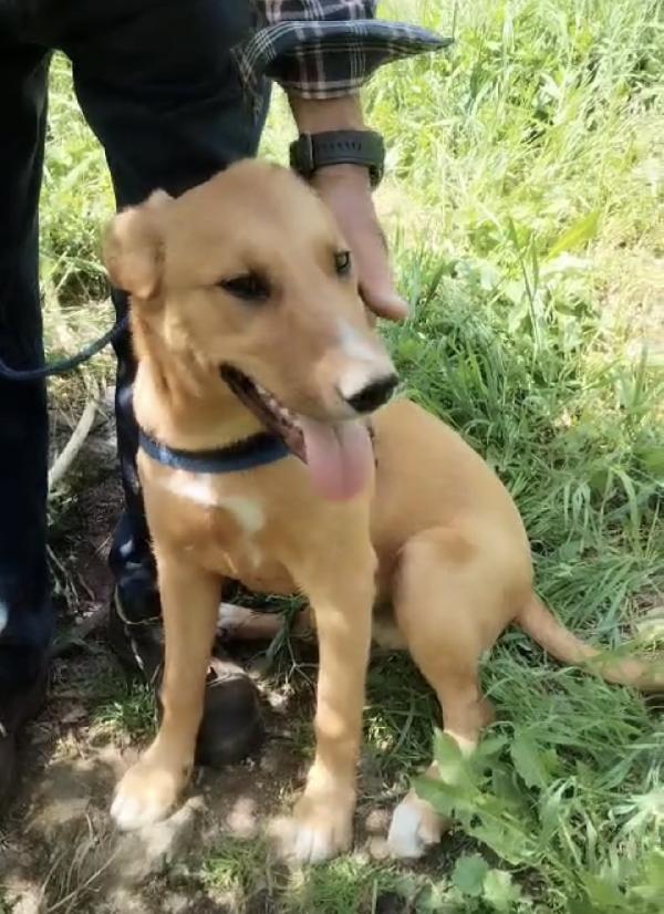 💛🐾 pepe 🐾💛 dolce cucciolo taglia media contenuta in adozione  Foto 3