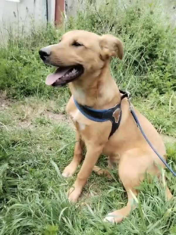 💛🐾 pepe 🐾💛 dolce cucciolo taglia media contenuta in adozione  Foto 4