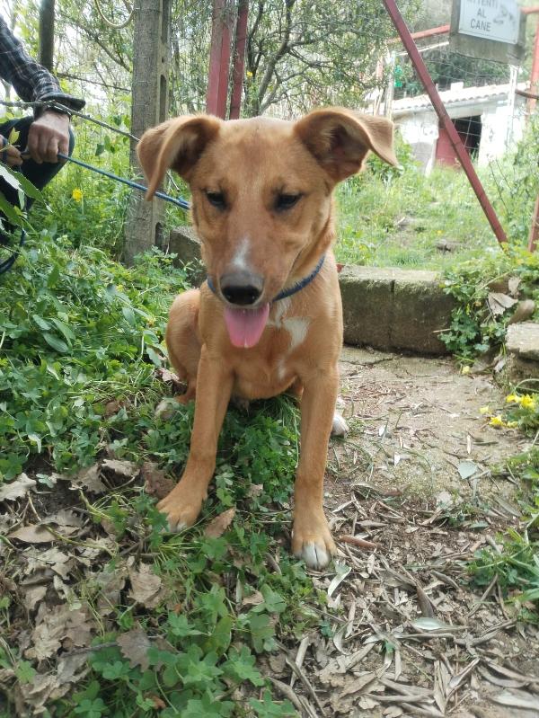 💛🐾 pepe 🐾💛 dolce cucciolo taglia media contenuta in adozione  Foto 5