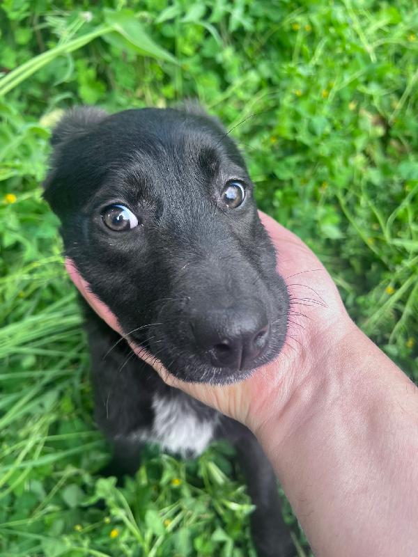 Mamma E 3 Cucciole Ti Aspettano 