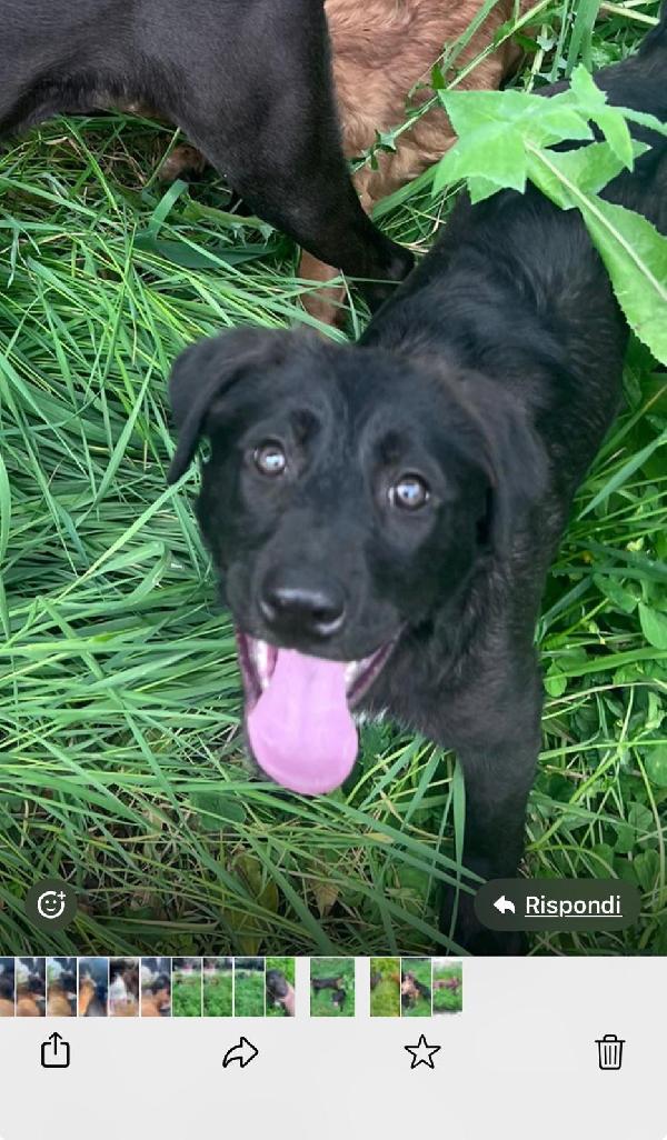 Mamma e 3 cucciole ti aspettano  Foto 2