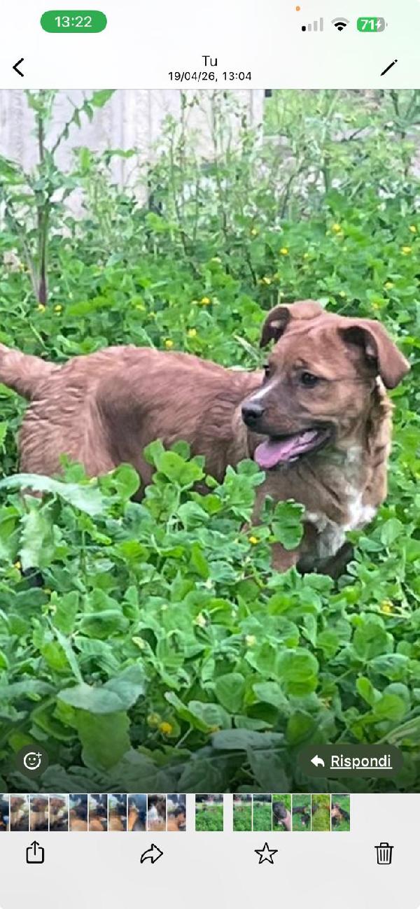 Mamma e 3 cucciole ti aspettano  Foto 3