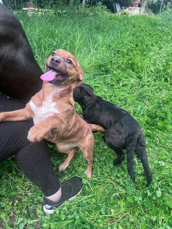 Mamma e 3 cucciole ti aspettano  Foto 4