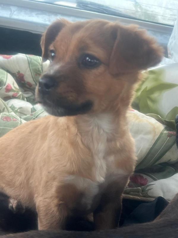 Mamma e 3 cucciole ti aspettano  Foto 5