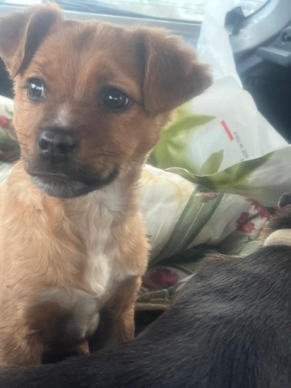 Mamma e 3 cucciole ti aspettano  Foto 6