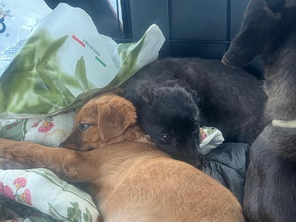 Mamma e 3 cucciole ti aspettano  Foto 7