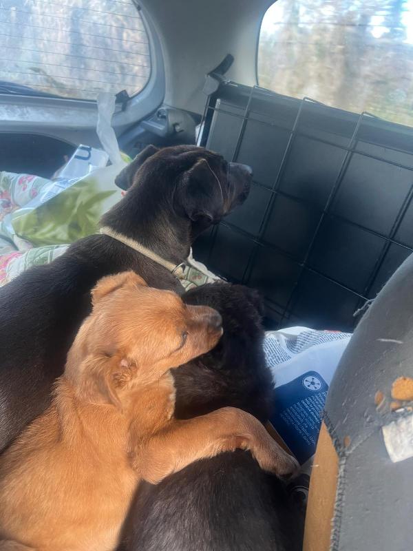 Mamma e 3 cucciole ti aspettano  Foto 8