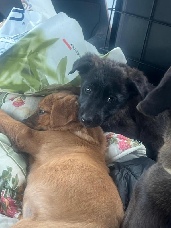 Mamma e 3 cucciole ti aspettano  Foto 9