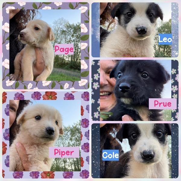 💚🐾 Cuccioli 🐾💚 Meravigliosi Taglia Medio Piccola In Adozione 