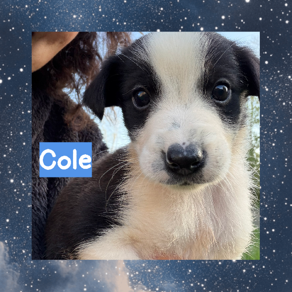 💚🐾 cuccioli 🐾💚 meravigliosi taglia medio piccola in adozione  Foto 2