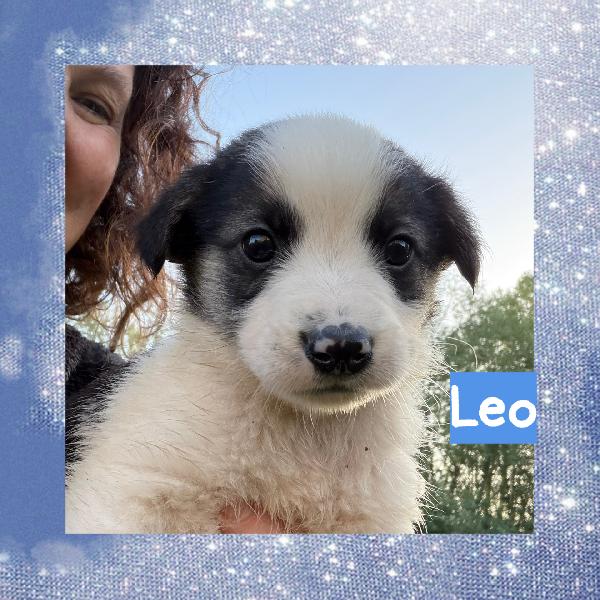 💚🐾 cuccioli 🐾💚 meravigliosi taglia medio piccola in adozione  Foto 3