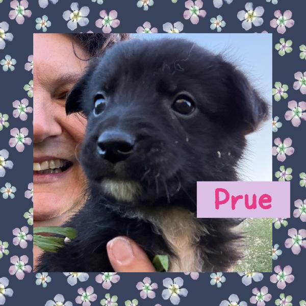 💚🐾 cuccioli 🐾💚 meravigliosi taglia medio piccola in adozione  Foto 4