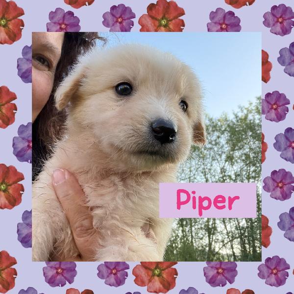 💚🐾 cuccioli 🐾💚 meravigliosi taglia medio piccola in adozione  Foto 5