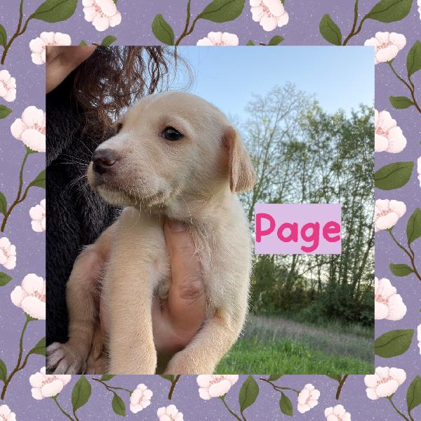 💚🐾 cuccioli 🐾💚 meravigliosi taglia medio piccola in adozione  Foto 6