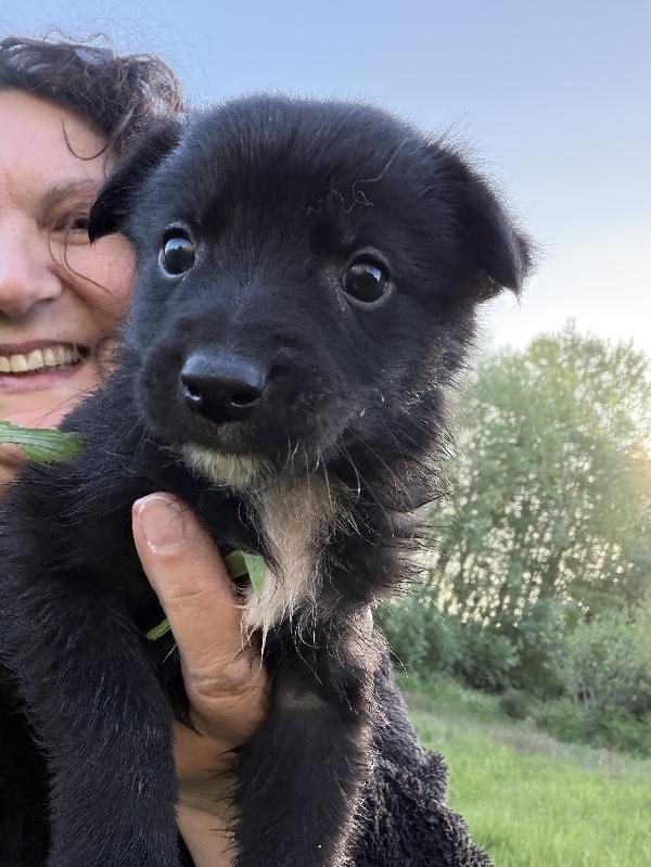 💚🐾 cuccioli 🐾💚 meravigliosi taglia medio piccola in adozione  Foto 7