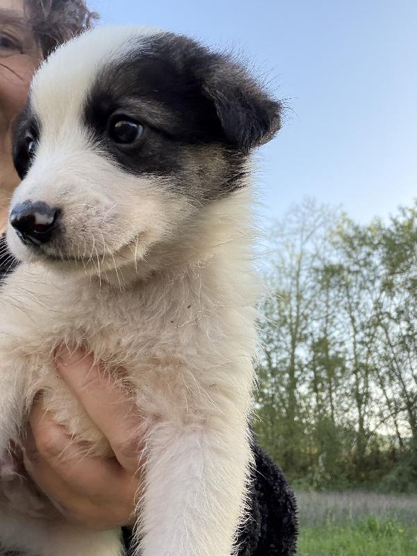 💚🐾 cuccioli 🐾💚 meravigliosi taglia medio piccola in adozione  Foto 8