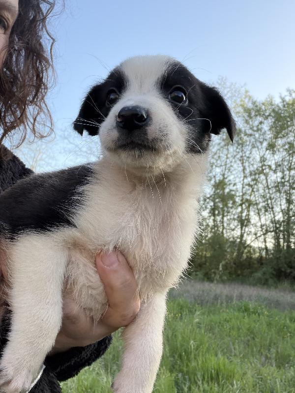 💚🐾 cuccioli 🐾💚 meravigliosi taglia medio piccola in adozione  Foto 9