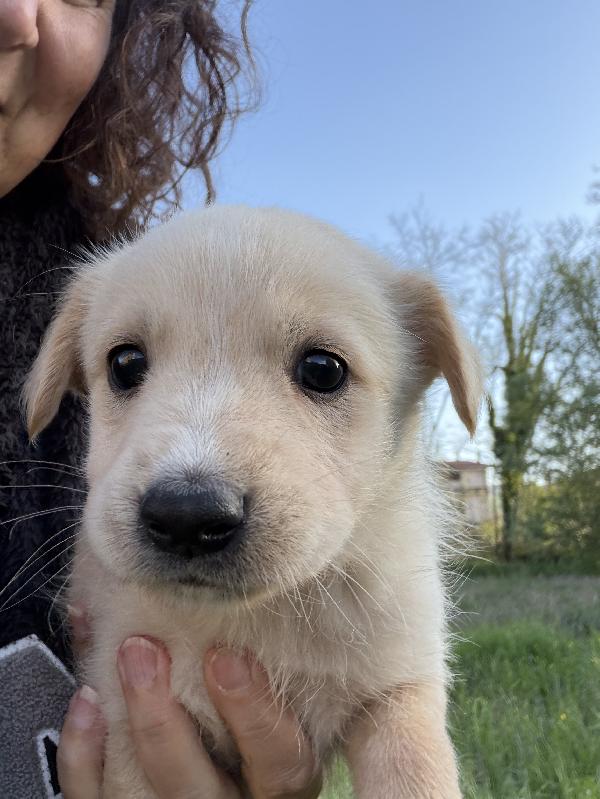 💚🐾 cuccioli 🐾💚 meravigliosi taglia medio piccola in adozione  Foto 10