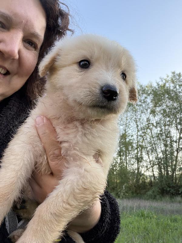 💚🐾 cuccioli 🐾💚 meravigliosi taglia medio piccola in adozione  Foto 11