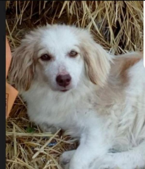 Lula 4/5 Tg Piccola Paralizzata Ma Autonoma. Marche 