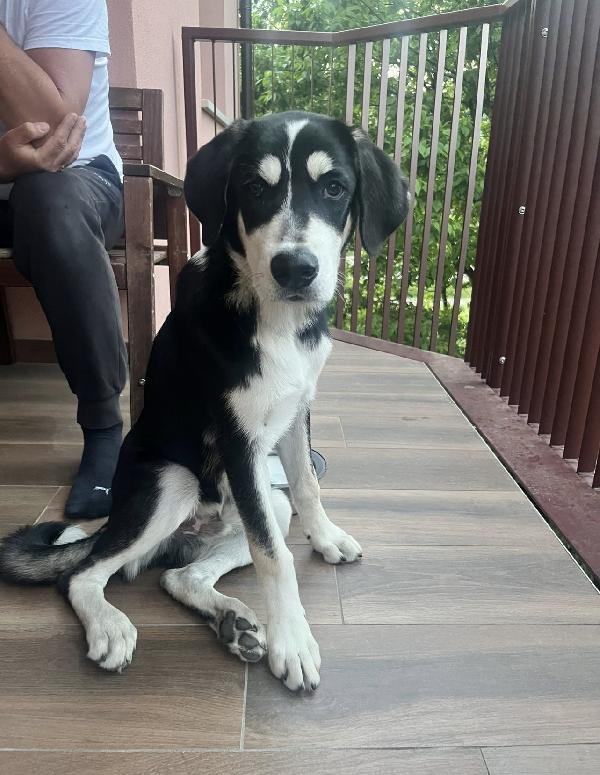 Oreo Dolcissimo Cucciolo A Milano