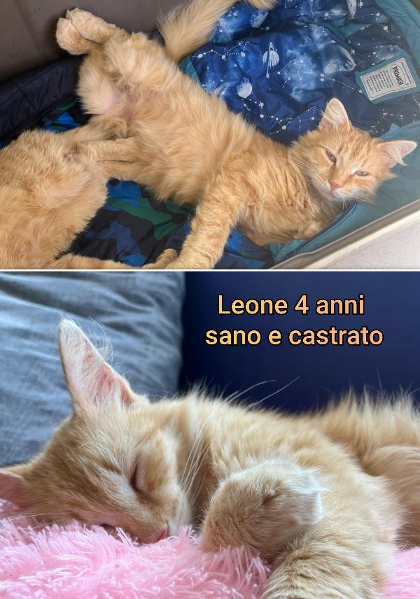 Chiamate per salvare un micio  Foto 7