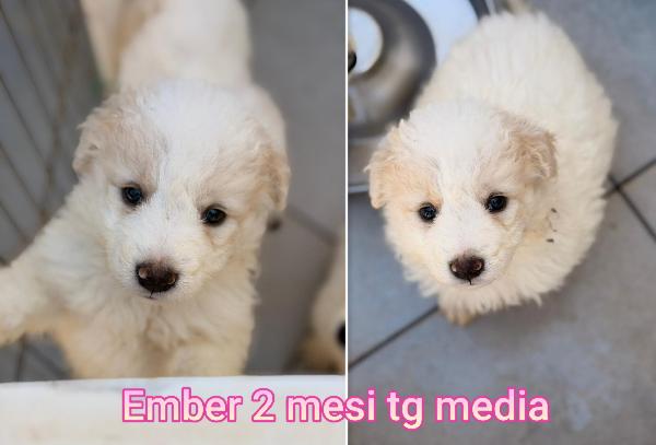 Cucciolotti Senza Futuro 