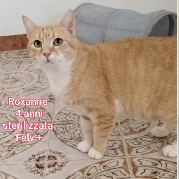 GATTINI ABBANDONATI: EMERGENZA  Foto 6