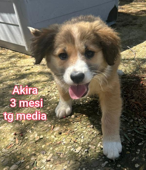 2 Mesi: Cuccioli Abbandonati 