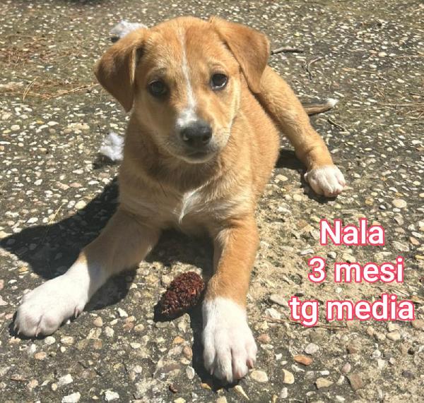 2 mesi: cuccioli abbandonati  Foto 2