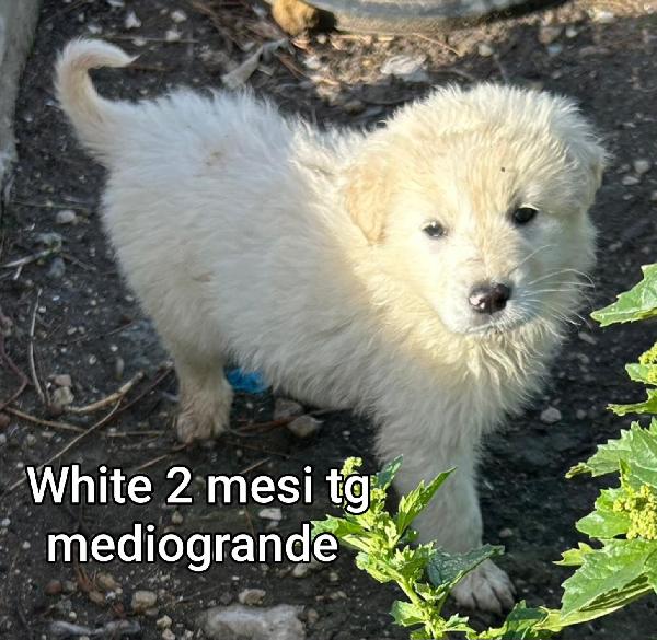 2 mesi: cuccioli abbandonati  Foto 5