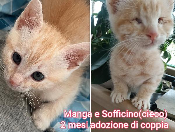 MICINI BISOGNOSI IN ADOZIONE  Foto 6