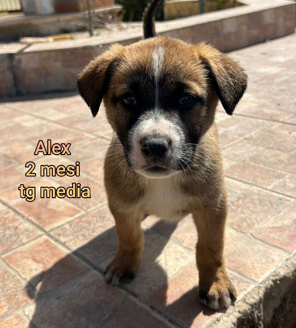 ADOTTA UN CUCCIOLO SENZA CASA Foto 2