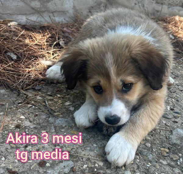 ADOTTA UN CUCCIOLO SENZA CASA Foto 3