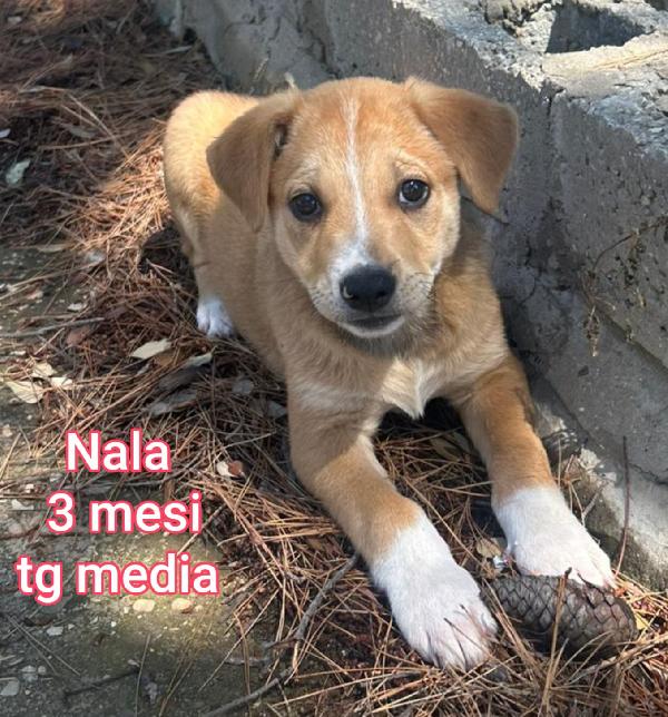 ADOTTA UN CUCCIOLO SENZA CASA Foto 4