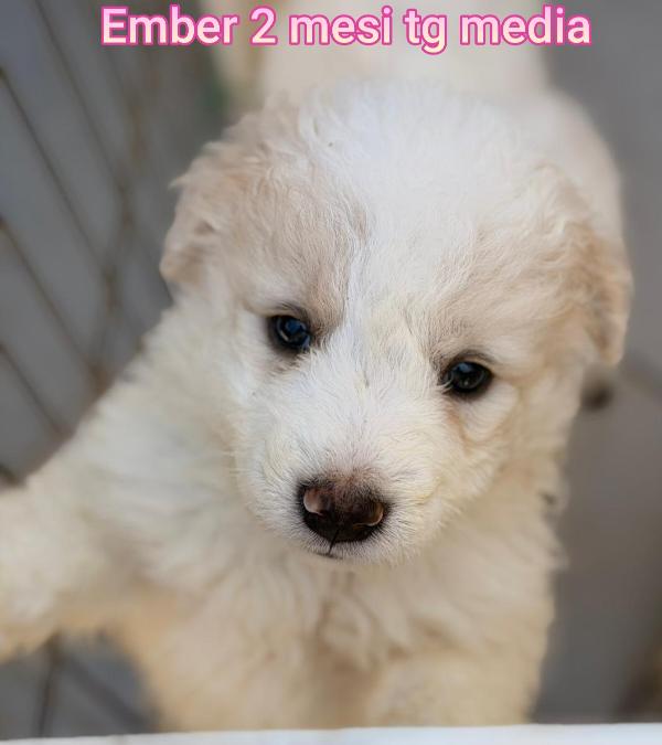 ADOTTA UN CUCCIOLO SENZA CASA Foto 5