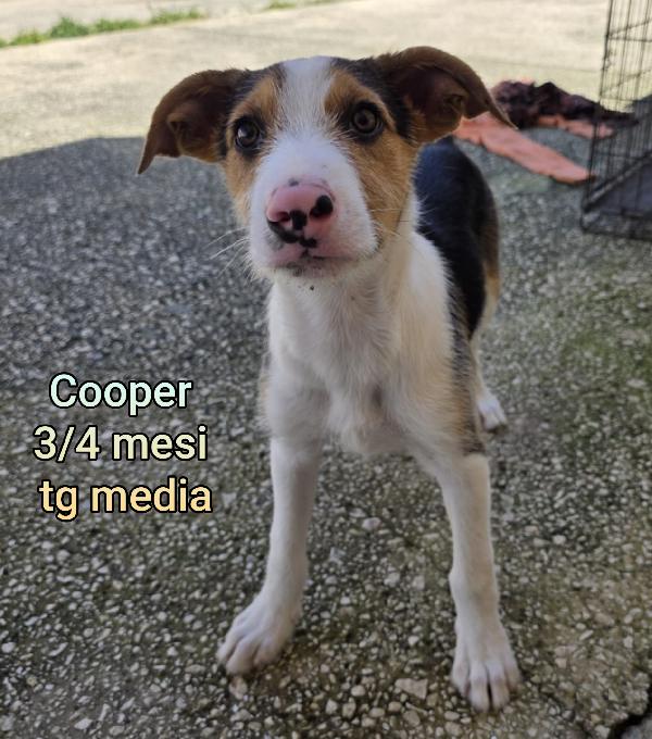 ADOTTA UN CUCCIOLO SENZA CASA Foto 7