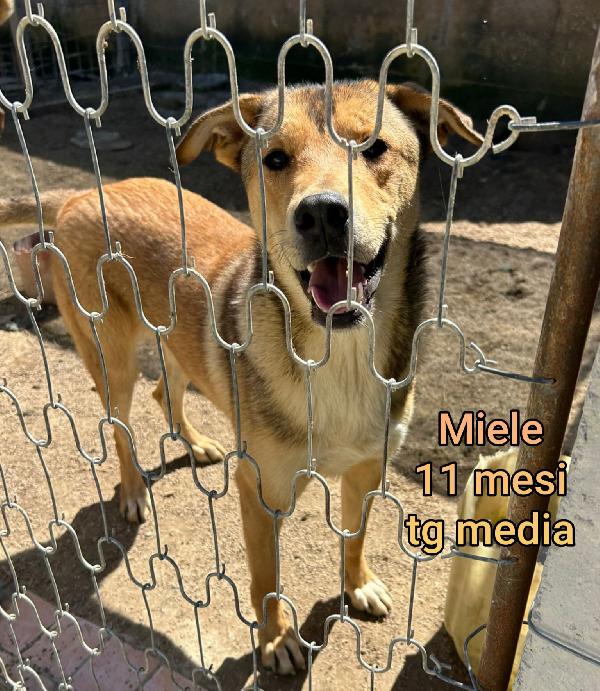 ADOTTA UN CUCCIOLO SENZA CASA Foto 8