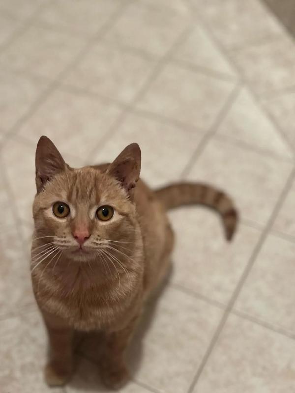 MIA dolce gattina 1 anno e mezzo cerca casa  - adozione del cuore  Foto 2