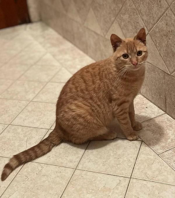 MIA dolce gattina 1 anno e mezzo cerca casa  - adozione del cuore  Foto 3