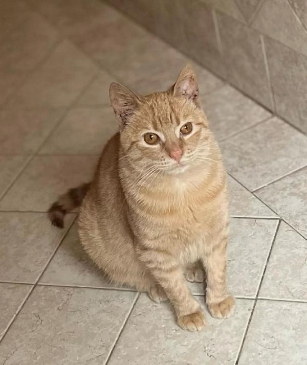 MIA dolce gattina 1 anno e mezzo cerca casa  - adozione del cuore  Foto 4