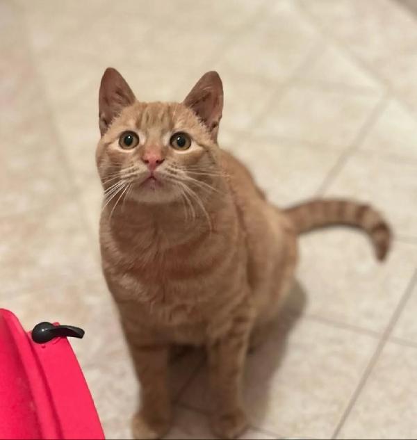 MIA dolce gattina 1 anno e mezzo cerca casa  - adozione del cuore  Foto 5