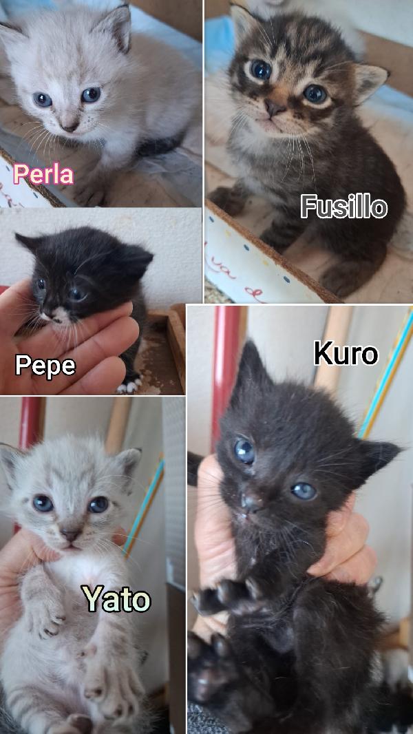 Telefonate Per Salvare Un Gattino 