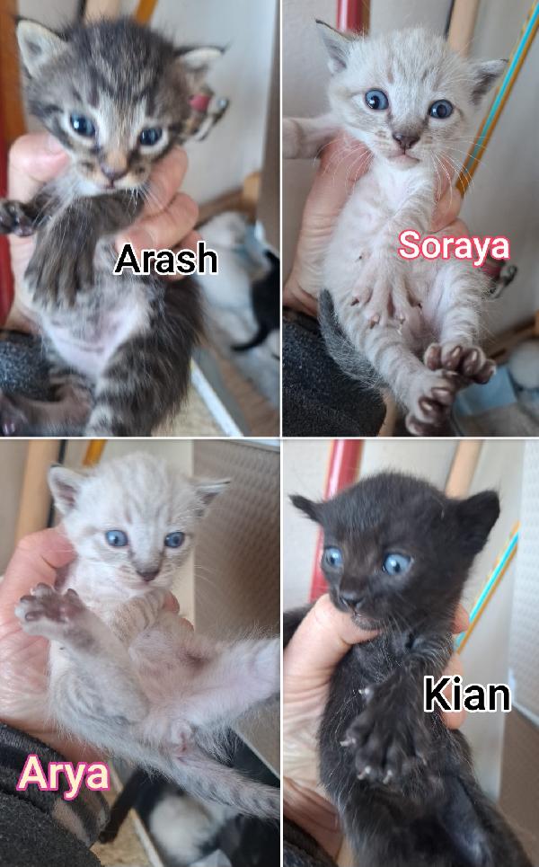 Telefonate per salvare un gattino  Foto 3