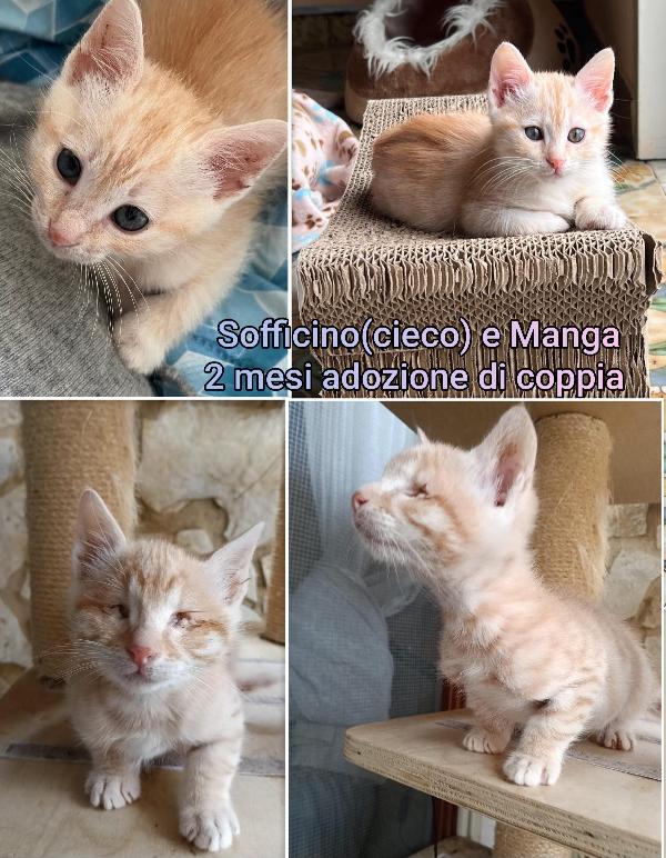 Telefonate per salvare un gattino  Foto 7