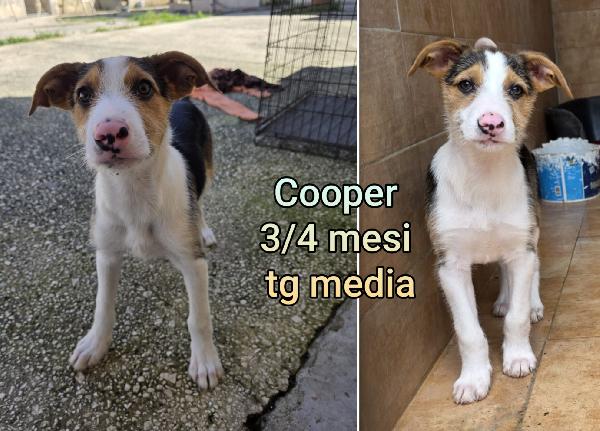 Siamo Sommerse Dai Cuccioli 