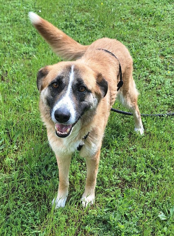 Ambra 4 anni Taglia grande  Foto 2