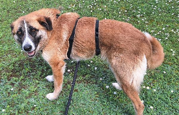 Ambra 4 anni Taglia grande  Foto 3