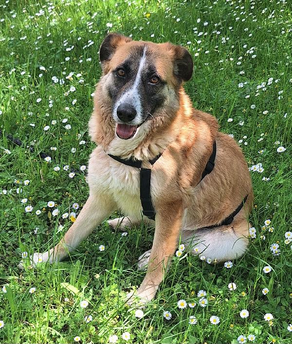 Ambra 4 anni Taglia grande  Foto 4